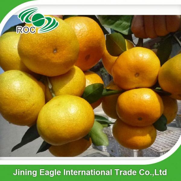 Sweet fresh nanfeng small Chinese baby mandarin orange #5 image