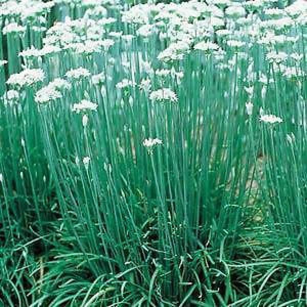 Allium tuberosum, Garlic Chives – 12oz Pot #1 image